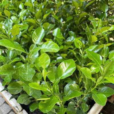 Cây chúc giống, cây chanh thái (combo 4 cây) cao khoảng 20cm