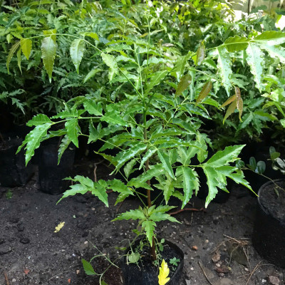 Cây sầu đâu (combo 3 cây) cao khoảng 40cm