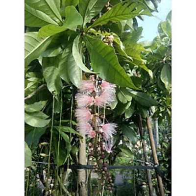 Cây lộc vừng hoa to màu trắng hồng