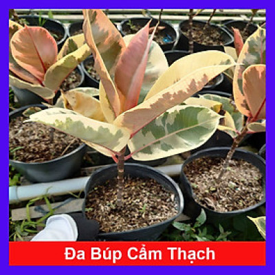 Cây đa búp cẩm thạch - cây cảnh để bàn + tặng phân bón cho cây