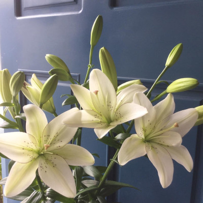 Eyeliner Lily (hoa Lily Eyeliner)