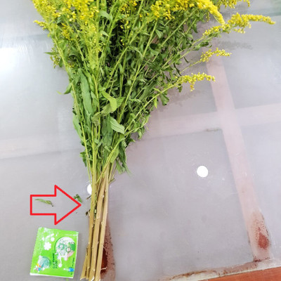 Combo 50 gói Nước cắm hoa lâu tàn dạng bột 5gr của Israel giúp hoa Hoàng Anh và hoa khác tươi lâu và hạn thay nước cho hoa