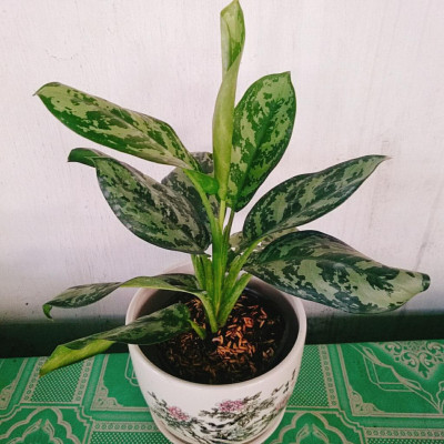 Cây Thanh Hậu - cây cảnh để bàn + tặng phân bón cho cây mau lớn