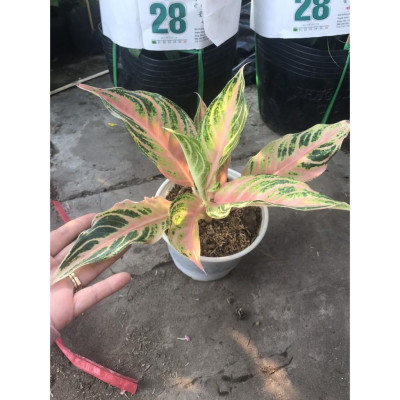 Cây Hồng Ngân - Cây cảnh mini để bàn + Tặng phân bón cho cây mau lớn