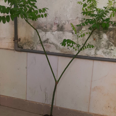 Cây hoa hòe, chiều cao 80-90cm