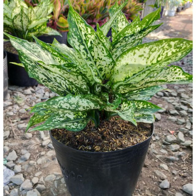 cây ngọc ngân giá rẻ