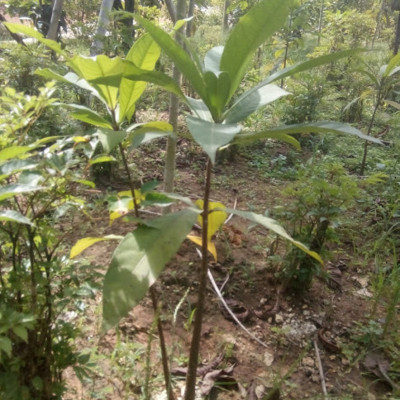 Cây lộc vừng hoa to màu trắng hồng