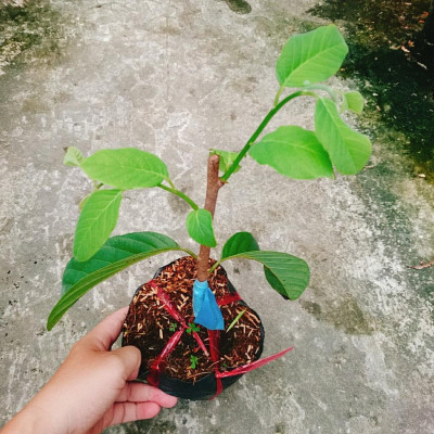 Cây Na thái - Na Xiêm - cho trái siêu to khổng lồ + tặng phân bón