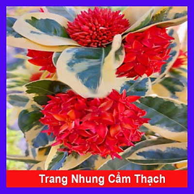 Cây Trang Mỹ Đỏ Cẩm Thạch - Trang Nhung Cẩm Thạch + tặng phân bón cho cây mau lớn