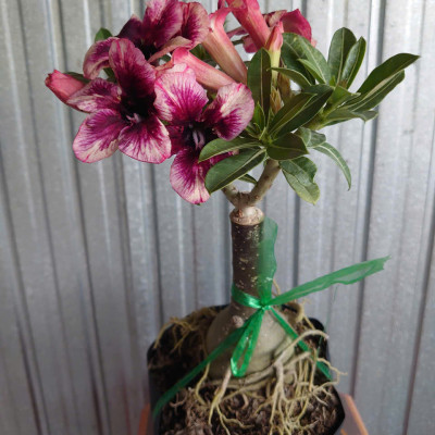 Cây Sứ Thái Kép Hoa Tím - cây cảnh để trong nhà + tặng phân bón cho cây