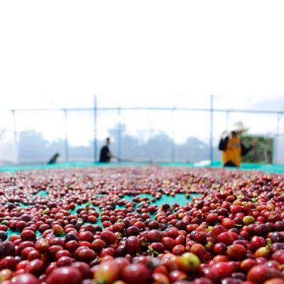 Cà Phê MOHODO Volcanic Cafe Hòa Tan 4in1 Nguyên Chất Tiện Lợi Đậm Vị Núi Lửa Chư Đăng Ya Hộp 216G