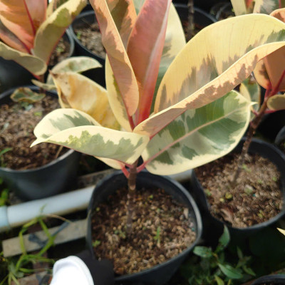 Cây đa búp cẩm thạch - cây cảnh để bàn + tặng phân bón cho cây