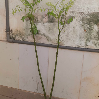 Cây hoa hòe, chiều cao 80-90cm