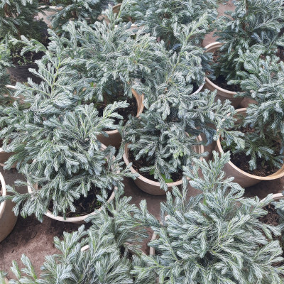 Cây tuyết tùng - cây tùng tuyết