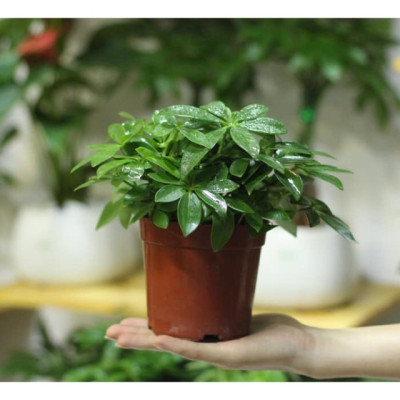 Cây ngũ gia bì để bàn