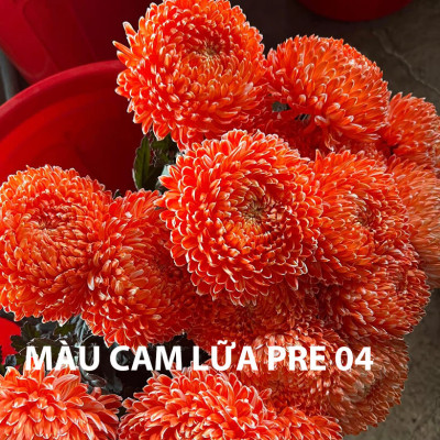 Thuốc Nhuộm Hoa Cúc Mẫu Đơn chuyên nghiệp đậm đặc hơn 50% sơ nước nhuộm hoa cúc lưới thông thường (Chai 1L màu nước hoàn chỉnh) nhuộm đổi màu trên 200 cành hoa cúc nhập khẩu Công Nghệ Israel