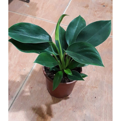 Cây trầu bà đế vương xanh