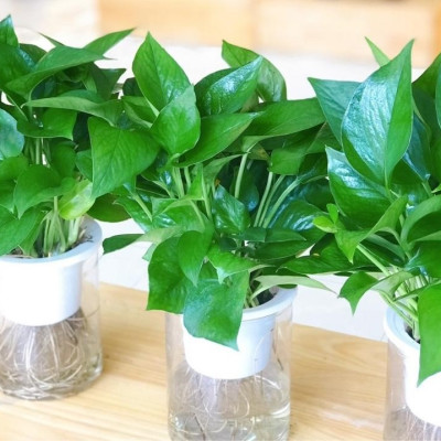 Cây trầu bà xanh thủy canh , trầu bà thủy sinh