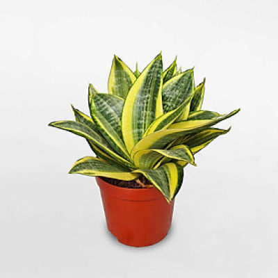 Cây lưỡi hổ , cây lưỡi mèo mini đặt bàn