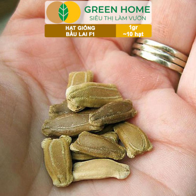 Hạt Giống Bầu Lai Greenhome, Gói 1gr~10 hạt, Dễ Trồng Quanh Năm, Nảy Mầm Cao, Thu Hoạch Nhanh, Năng Suất Cao T09
