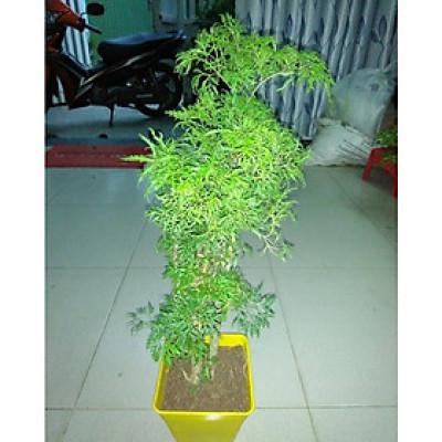 Cây đinh lăng lá nhuyễn