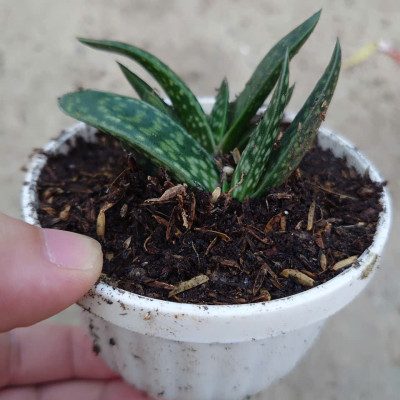 Cây Sen Mỏ Vịt - cây cảnh để bàn + tặng phân bón cho cây