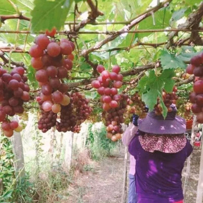 Cây Nho Giống Đỏ Red Cardinal Trái To - cây ăn quả + tặng phân bón cho cây mau lớn