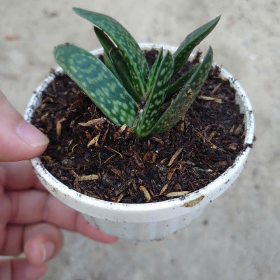 Cây Sen Mỏ Vịt - cây cảnh để bàn + tặng phân bón cho cây