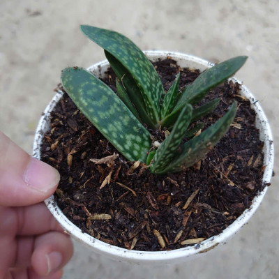 Cây Sen Mỏ Vịt - cây cảnh để bàn + tặng phân bón cho cây