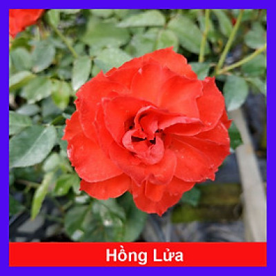 Cây Hoa Hồng Lửa - cây cảnh để bàn + tặng phân bón cho cây