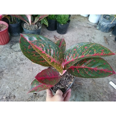 Cây Như Ý - cây cảnh để bàn + tặng phân bón cho cây