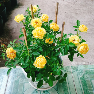 Cây Hoa Hồng Tỉ Muội Vàng - cây cảnh để bàn + tặng phân bón cho cây