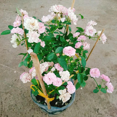 Cây Hồng Bạch Trà (giống mới) - Hồng Đông Mai