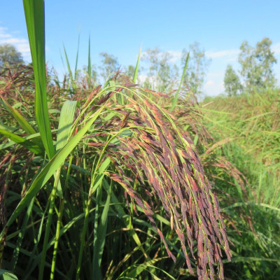 [ORGANIC] Gạo Lứt Tím Hữu Cơ Hộp 1Kg - Gạo Hữu Cơ Hoa Nắng - Cơm mềm dẻo, hương thơm đặc trưng- Hỗ trợ kiểm soát cân nặng, ổn định đường huyết