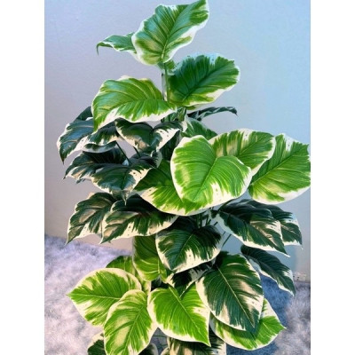 Cây trầu bà giả - Size từ 90cm đến 150cm - Cây lá viền trắng - Cây giả, hoa lụa trang trí nhà cửa