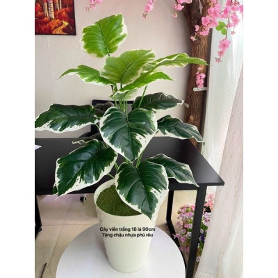 Cây trầu bà giả - Size từ 90cm đến 150cm - Cây lá viền trắng - Cây giả, hoa lụa trang trí nhà cửa