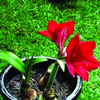 COMBO 5 CỦ HOA LAN HUỆ