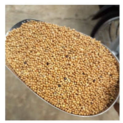 Hạt kê vàng (bóng vàng) dùng làm thức ăn đầy đủ dinh dưỡng cho chim , vẹt