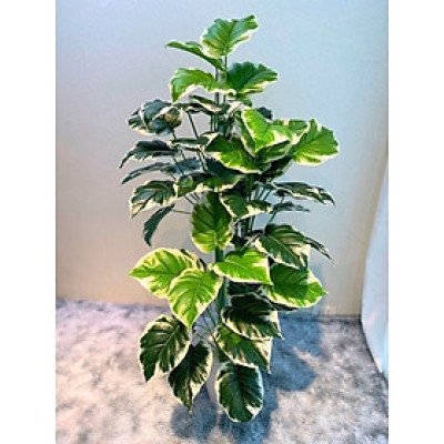 Cây trầu bà giả - Size từ 90cm đến 150cm - Cây lá viền trắng - Cây giả, hoa lụa trang trí nhà cửa