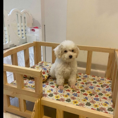 Giường ngủ cho thú cưng có bậc thang