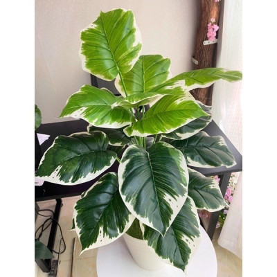 Cây trầu bà giả - Size từ 90cm đến 150cm - Cây lá viền trắng - Cây giả, hoa lụa trang trí nhà cửa