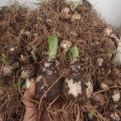 COMBO 5 CỦ HOA LAN HUỆ