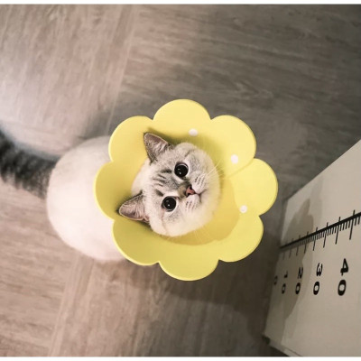 Loa chống liếm hình bông hoa dành cho chó mèo