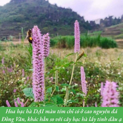 SAFFRON MẬT ONG BẠC HÀ OCOP HÀ GIANG CHÍNH HÃNG, MẬT ONG BẠC HÀ SAFFRON VIETGAP CHÍNH HÃNG HÀ GIANG