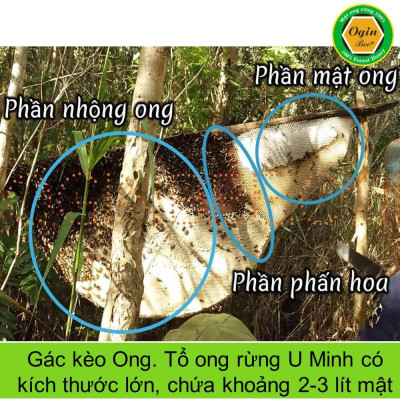 [Combo 2 chai 500ml] Mật ong rừng U Minh, Khai thác CHUẨN THIÊN NHIÊN 100%, OGINBEE