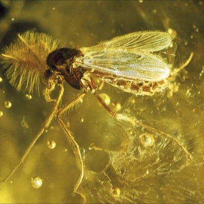 SuperDinosaur: The Biggest, Fastest, Coolest Prehistoric Creatures