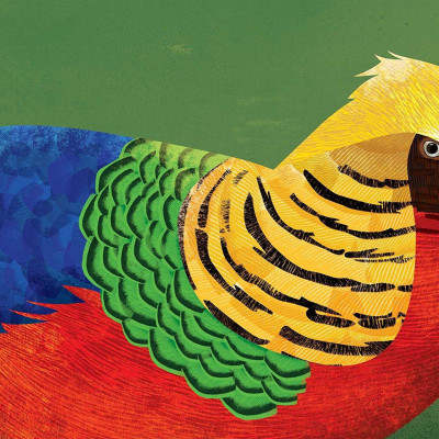 Feathers And Hair, What Animals Wear