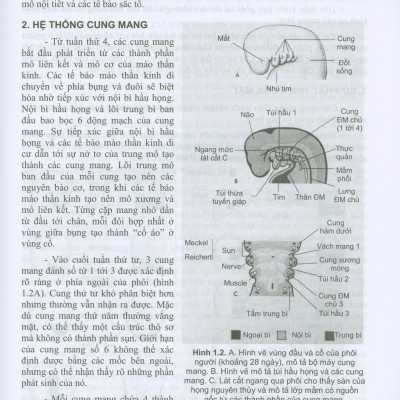 Các Vấn Đề Cơ Bản Trong Phẫu Thuật Tạo Hình Thẩm Mỹ (Phần III: Đầu Mạt Cổ)