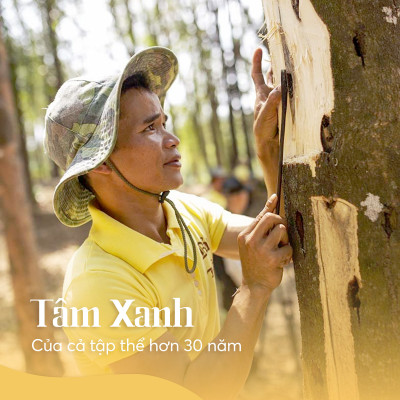 Nụ Trầm Búp Sen Thác Khói – Hộp Vàng 50g | Bảo Trầm – Hương Trầm Dịu Nhẹ, Tự Nhiên