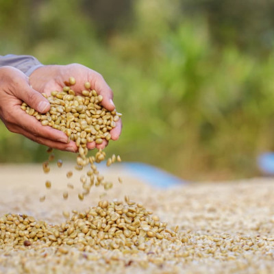 AZZAN SPECIALTY ARABICA 250g - Cà phê đặc sản, hạt rang Espresso/ Cold-Brew, hương vị say đắm